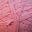 3131 Bubblegum