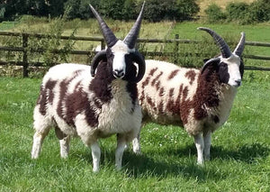 Jacob Fleece Aran